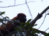 The biggest monkeys were the Red Howlers, whose loud whooping could often be heard across the forest