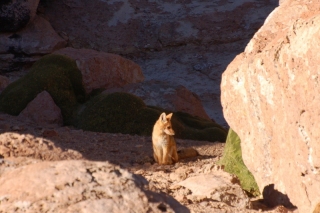 The Culpeo Fox, hunting for an inattentive Viscacha but unknowingly hunted in his turn... by us!
