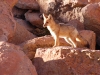 Also watching the Viscachas was this splendid Culpeo Fox, the second largest species of canine in South America