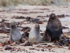 We are the posh sealions. Seals are riff-raff and we won\'t be associated with them