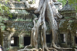 Ta Prohm, looking like a film set - which it has been. I believe this is where Angelina Croft fought some baddies, or something