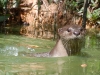 And in a still-wild spot on the north west edge of the island we got up close to smooth-coated otters