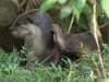 Getting so close to smooth-coated otters for three hours is our best otter sighting ever, hands down