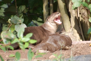 It's a hard life being an otter, you only get a yawn as big as that after a whole morning of playing and eating fish
