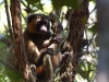 Golden bamboo lemur