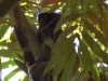 Greater bamboo lemur