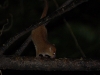Brown mouse lemur