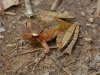 Leaf litter frog