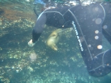Snorkelling with sealions.  I'd love to be doing it right now