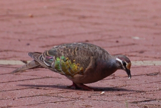Why are our pigeons so dull? Aussie pigeons get cool eyebands and shiny bling on their wings