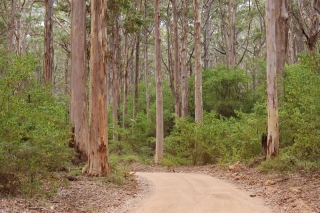 A dirt track winding through the forests of jarrah and karri trees - two varieties of giant eucalyptus
