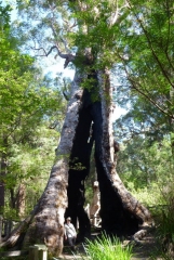 The giant tingle (tiny me for scale), all its heart burned out but fully alive and supporting a huge canopy of branches