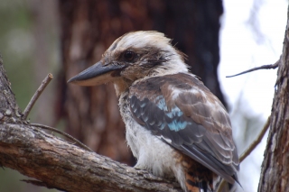 One of many forest birds we saw today, the famour kookaburra is actually a huge kingfisher