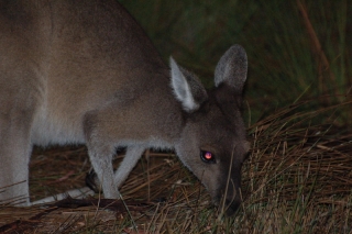 The night kangaroo. All very well, but we haven't had too much trouble spotting these fellows in daylight anyway. I want bandicoots