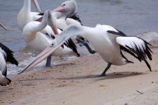Australian walks feature fun animal encounters. Did you know that pelicans scratch themselves behind the ears like a dog?