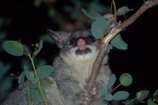 Very obliging, we've seen 30+ brush-tail possums at Perup and they even stop to pose for the camera