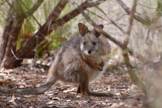 The tammar wallaby, who looks like he's just eaten an enormous easter egg