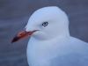 Bats aren\'t the only wildlife in the middle of Australia\'s biggest city. This is a red-billed seagull