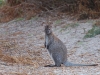 B is for Bennet\'s Wallaby, one of four different hoppity critters to spot on Tasmania