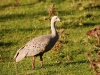 C is for Cape Barren Goose with those fascinating flecks like corrosion on pure grey
