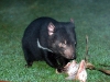D is for Devil!  The most iconic Tasmanian animal and in the dictionary as the definition of \'ugly-cute\'