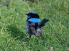 F is for Fairy-wren. This is the Superb Fairy-wren, and it\'s not hard to see why - that blue is unforgettable