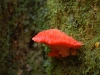 F is also for Fungi festival. This one was the exact bright red colour of a fresh strawberry