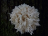 And this outlandish fungus seemed to be made out of ice