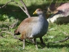 N is for the stocky Native Hen, which must be related to moorhens