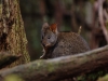 P is for Tasmania\'s own Pademelon, found all over the island at dusk and endearingly sweet