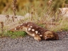 Q is for Spotted-Tailed Quoll, sadly the only wild one I could photograph. So many animals end up dead on Tasmania\'s roads, it has been quipped that you could run a wildlife tour with a glass-bottomed bus