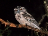 T is for Tawny Frogmouth, one of very few nocturnal birds and vaguely related to the owls