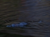 U is for Underwater, where the Duck-billed Platypus spends his time - they pop up every minute looking like a floating log