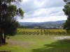 V is for vineyard. This is Goaty Hill, where we found a very good Chardonnay that you won\'t find outside Australia
