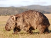 W is also Wombat on the run, showing off his raw athleticism. They can reach 25mph you know