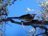 Y is for Yellow Wattlebird - look hard at the side of his head to see the bizarre wattles