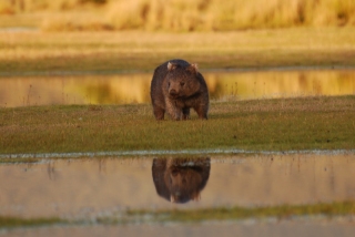 Romantic sunset Wombat, deserves a big round of 'awwwwww'