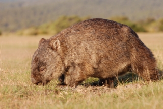 The wonderful Wombat waddles westwards without worrying