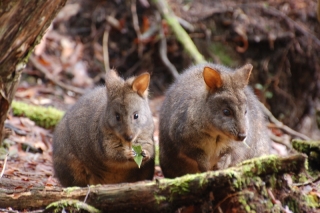 Pademelons, not wallabies at all. So named because they look like they've swallowed a melon. Maybe