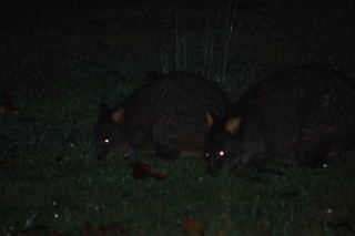 Wallabies on the lawn