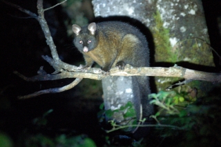 Common as muck, the brush-tailed possum
