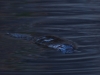 First up is the Duck-billed Platypus looking for a shrimp supper, an odd critter if ever there was one