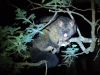 Up in the trees and down on the ground (trying to get squashed on the road) is the Brush-tailed Possum