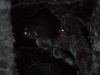 Less easily seen, and less easily photographed, is the Ring-tailed Possum - note the thin white tail
