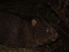 Call it a cuddly bulldozer or a fuzzy-wuzzy tank, we were delighted to finally see a Wombat