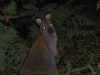 We saw a new hopper as well, the Bennet\'s Wallaby