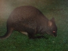 And right outside our cabin we saw yet more of the ever present Tasmanian Pademelon