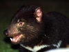 But undoubtably the star of the Tasmanian nighttime, the loveable Tassie Devil steals the show