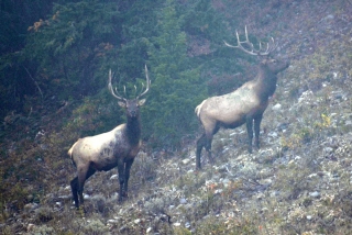 Elk through the smoke. Looks like a boy's day out!
