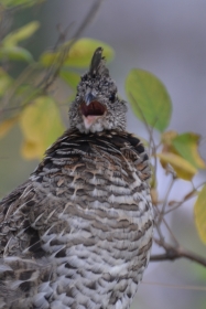 This grouse told the paparazzi exactly what he thought of us